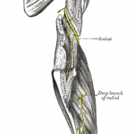 Anatomie of the arm, shibari safety information