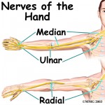 Shibari safety, anatomy of the hand. Nerves of the hand