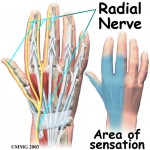 Shibari safety, anatomy of the hand. Radial nerve