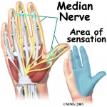 Shibari safety, anatomy of the hand. Median nerve