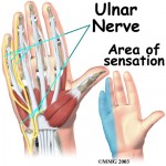 Shibari safety, anatomy of the hand. Ulnar nerve